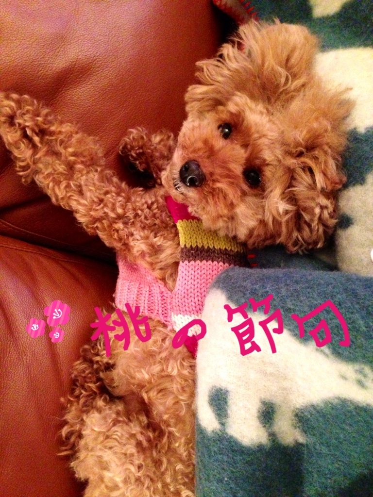 �j  ���̎q