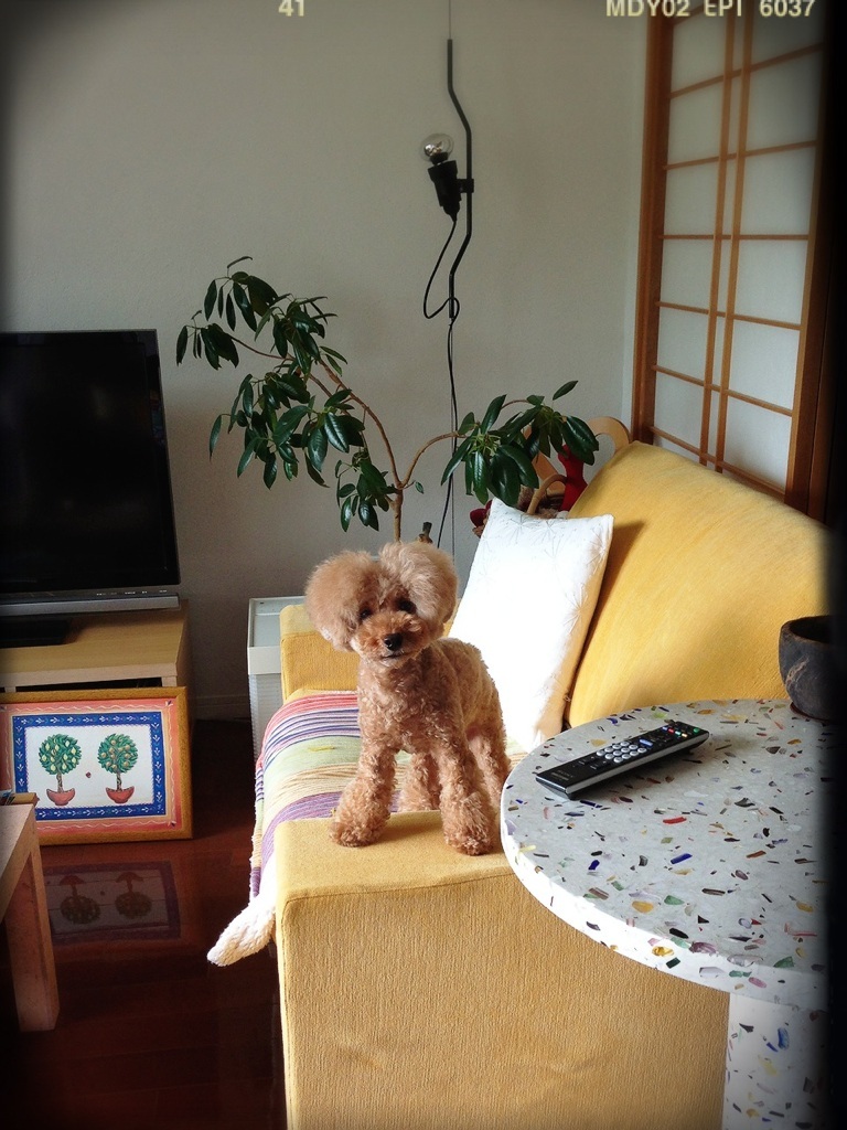 �O�͓y���~��ɂȂ��Ă��� �c