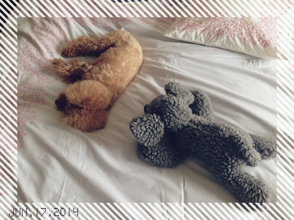 �J�̃V�G�X�^��