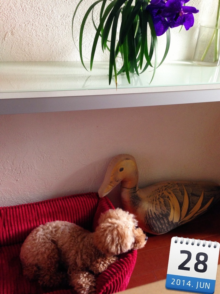 Violet�l �̉��ɂ�...