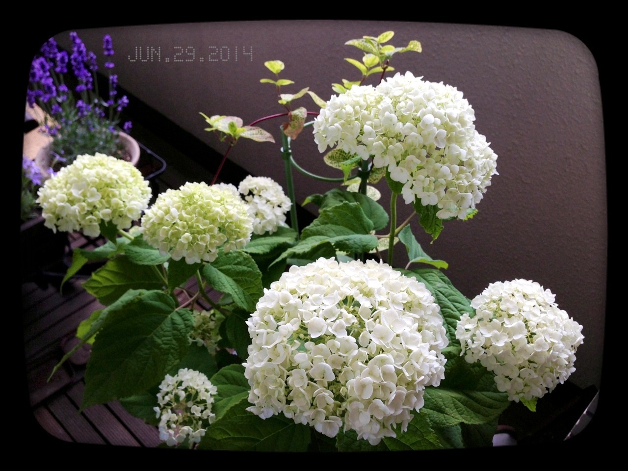 �z���C�g