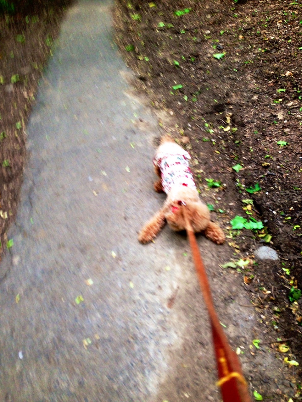 �������[�[���i���ށ��j