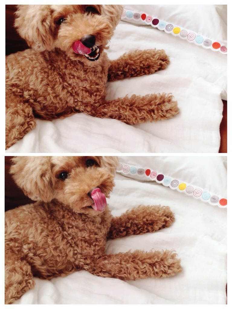 vio�����̂��J����