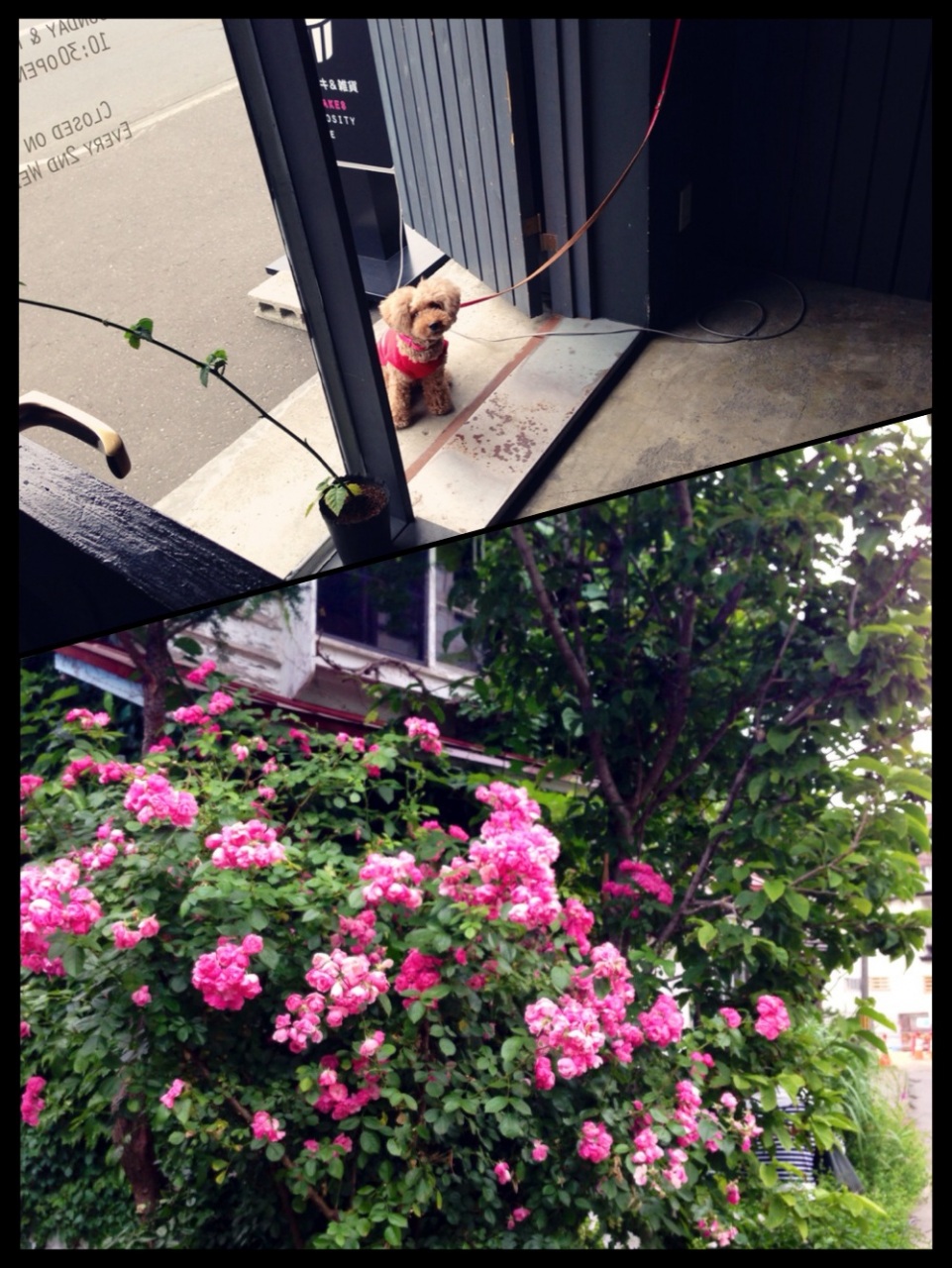 ZOE�̓�����