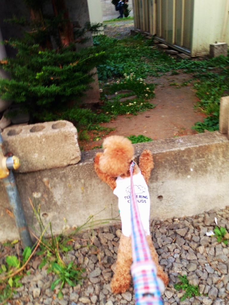 �L�����L����