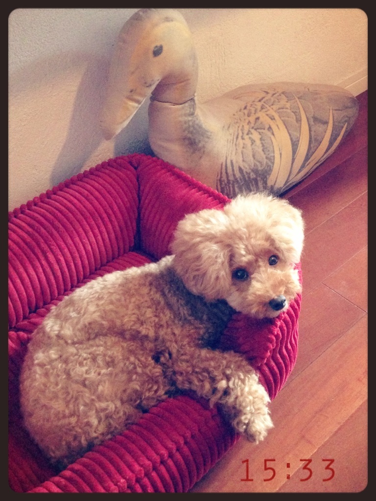 �A���j���Cvio�����