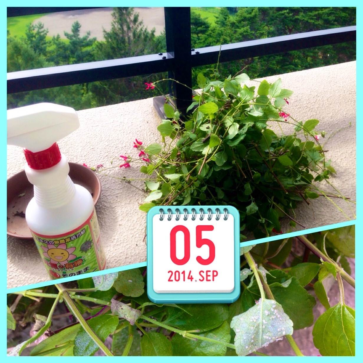 �Q���ގ�(T_T)