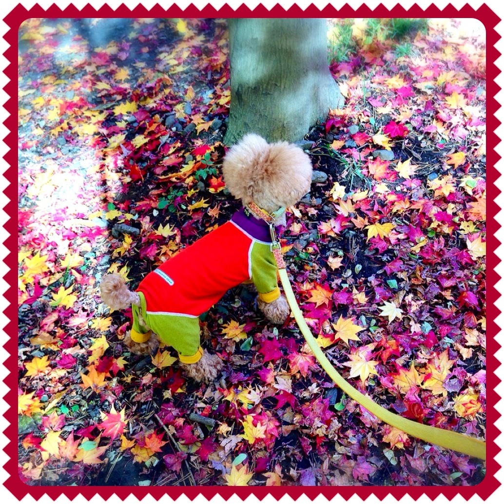 �J���t����