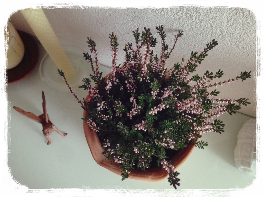 �G���J