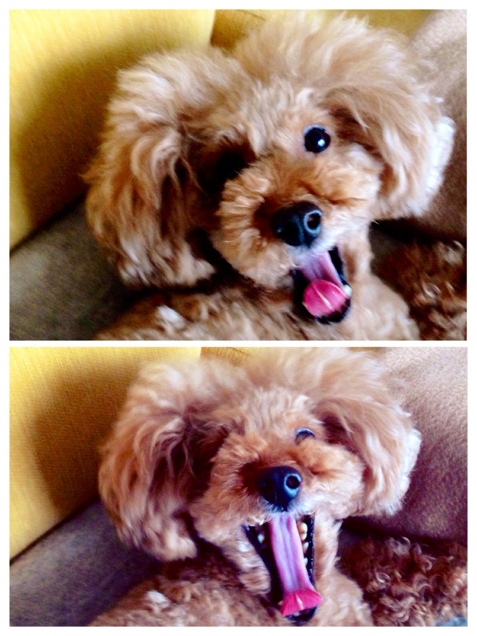 vio�����̐�