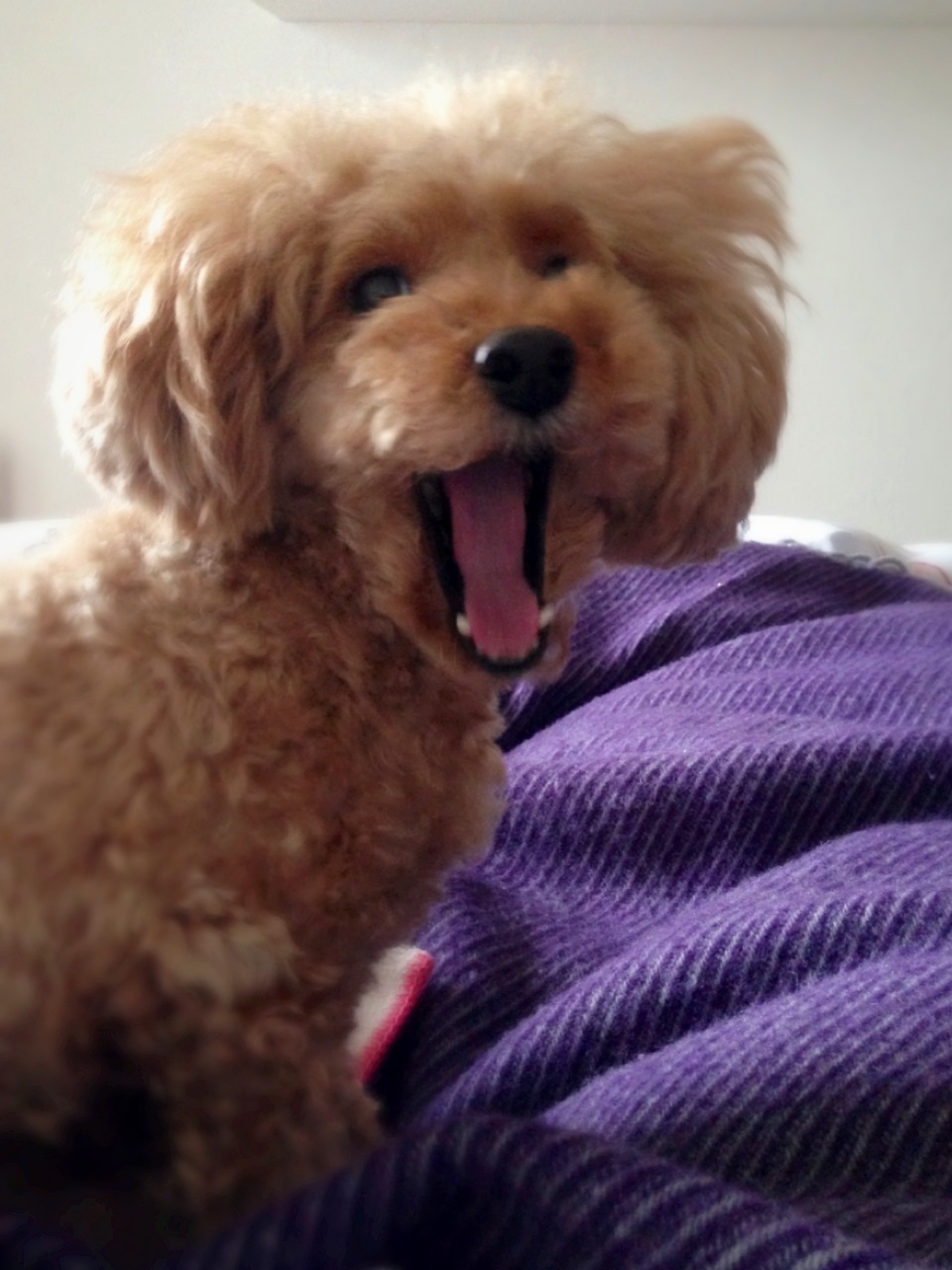 ���͂悤��