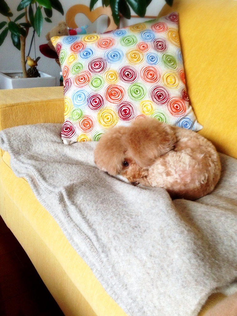 ���z��vio�����