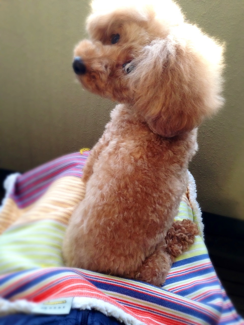 vio������