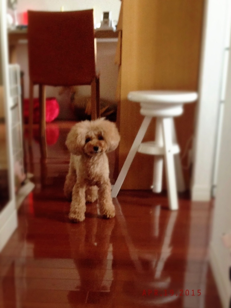 ������vio�����