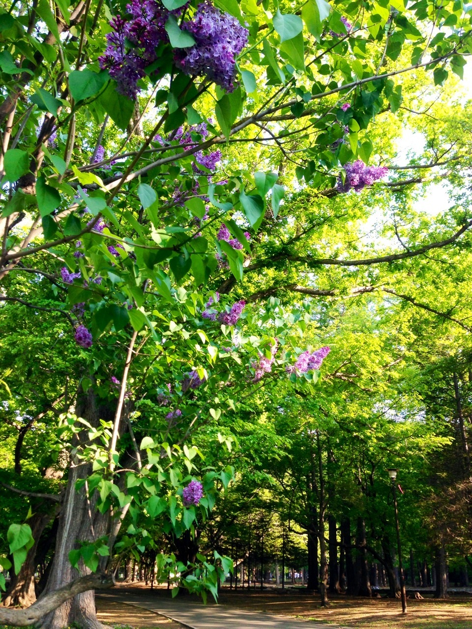 Lilas