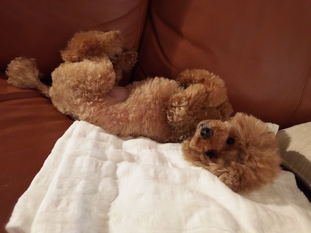 �g���~���O