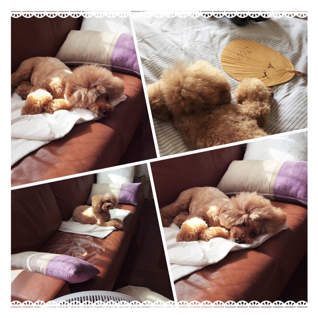 Siesta