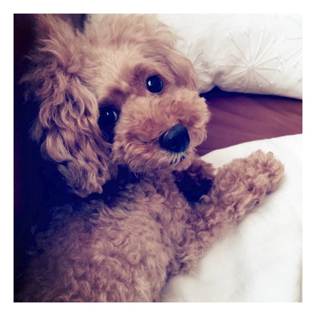 ����blog