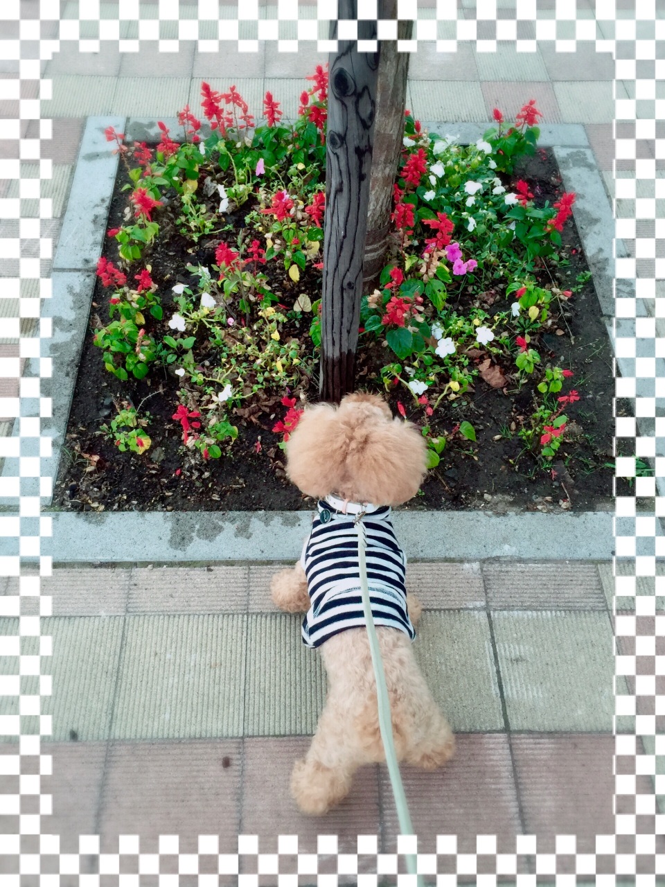 �T���r�A�̉�