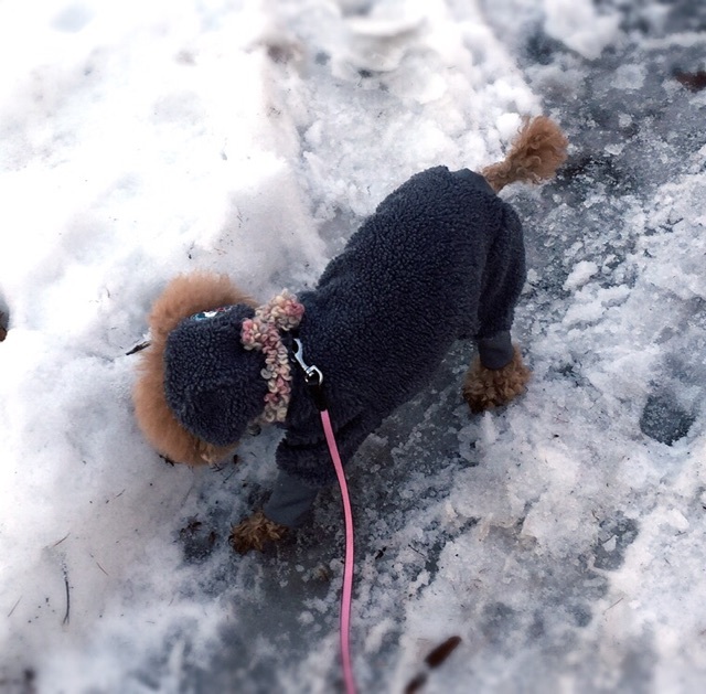 �����̂��U��