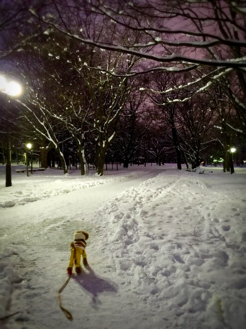 �[���̌���