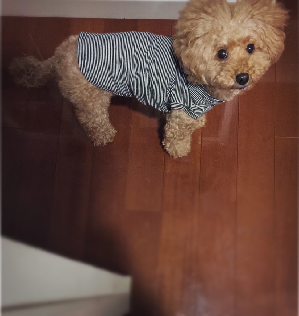 �ł� �����Ă��܂��I