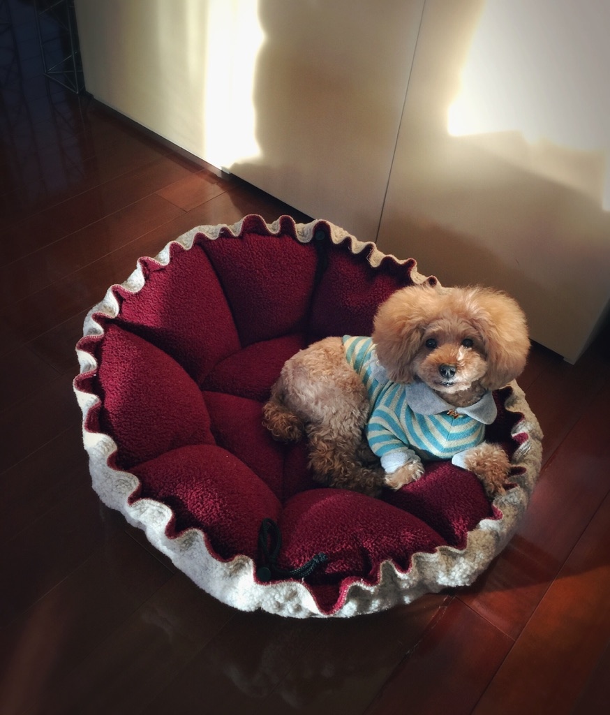 ������vio�����