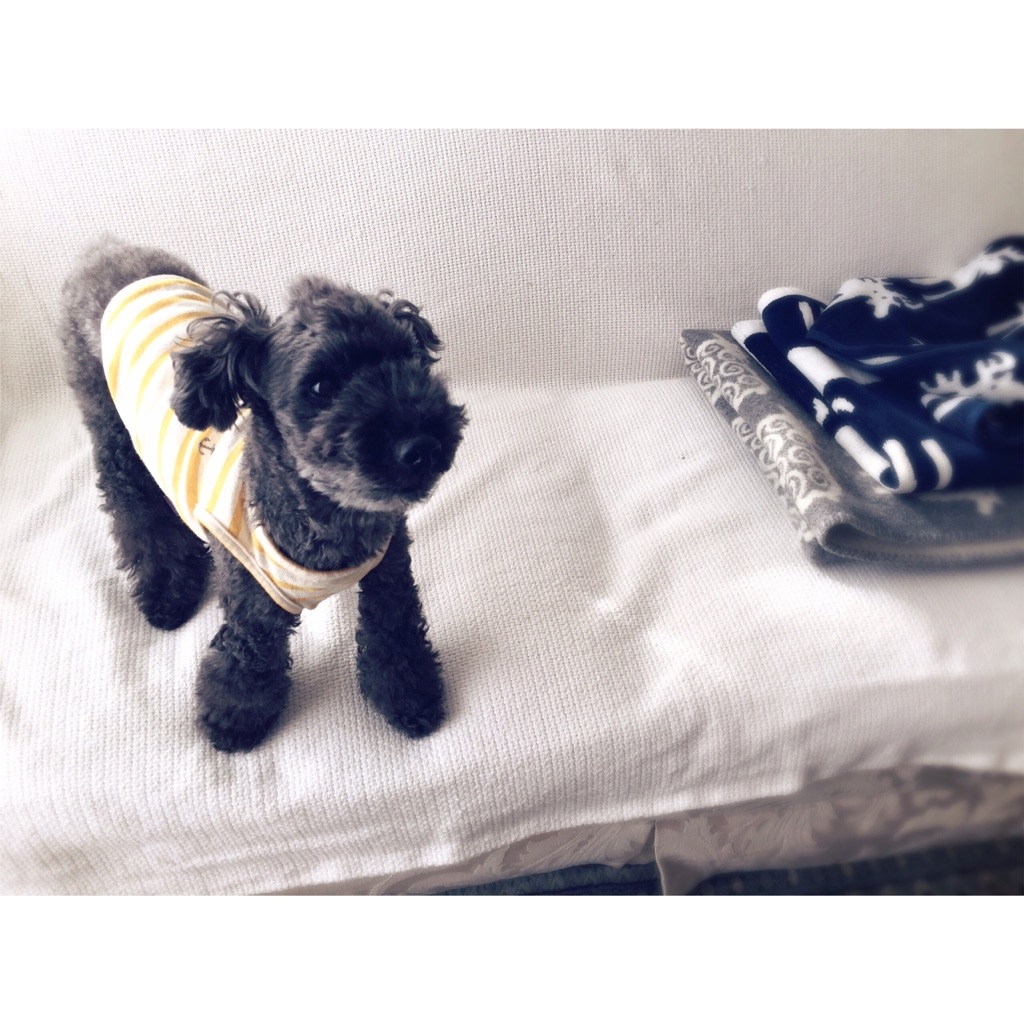 �n���[�� �n���[��